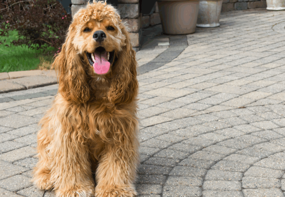 Protecting Paws from Hot Pavement and Other Heat Conducting Surfaces